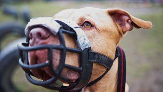 Listenhund Skrek steht am 2016 auf einem Übungsplatz des Tierheims in Berlin (Symbolbild). 