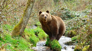 Zu sehen ist Bärin Jurka im Alternativen Wolf- und Bärenpark Schwarzwald. Sie ist die Mutter von Gaia, die auch bald im Park einziehen soll.