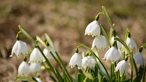 Märzenbecher auf der Schwäbsichen Alb