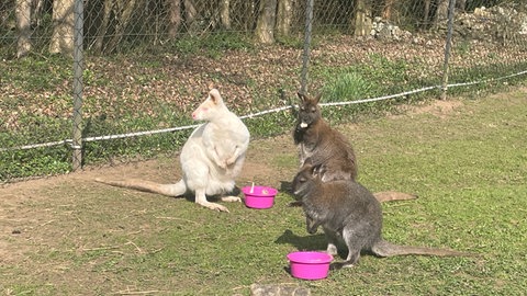 Drei kleine Kängurus sitzen im Gras in ihrem Gehege und fressen.