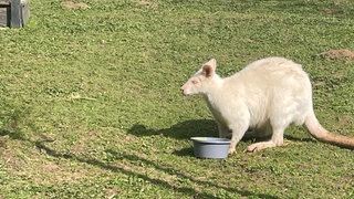 Ein weißes Känguru, ein Albino-Wallaby, in einem Gehege in Starzach