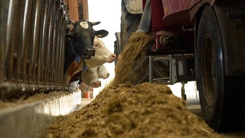 Das Gras von den landwirtschaftlichen Wiesen landet im Futter für Milchkühe. 