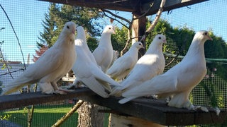 Weiße Tauben in einer Volière: Die Tiere sind in Hechingen gestrandet und wurden wieder aufgepäppelt.