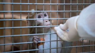 Ein Rhesus-Affe mit einem Implantat steht hinter Gittern und blickt zu einer Hand, die sich ihm nähert. 