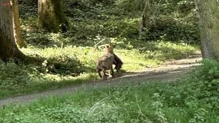 Timm Rößler hat bei Waldachtal-Tumlingen im Kreis Freudenstadt am vergangenen Freitag mutmaßlich einen Wolf gesehen. 