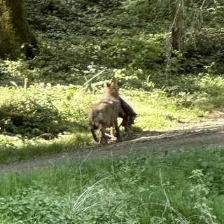 Timm Rößler hat bei Waldachtal-Tumlingen im Kreis Freudenstadt am vergangenen Freitag mutmaßlich einen Wolf gesehen. 