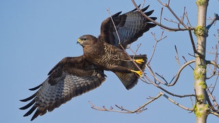 Symbolbild: Ein Mäusebussard fliegt vor blauem Himmel. In Metzingen wurde ein Radfahrer von einem Mäusebussard angegriffen.