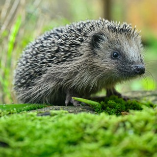 Ein Igel läuft über Moos. Passanten hatten in Tübingen einen krank wirkenden Igel entdeckt und vermutet, er könnte mit dem Borna-Virus infiziert sein.