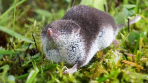 Feldspitzmaus läuft über Moosboden.