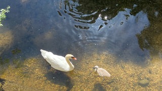 Nachdem ihr Partner eingeschläfert wurde, muss Schwanenweibchen Flocke ihr Küken alleine auf dem Neckar groß ziehen.