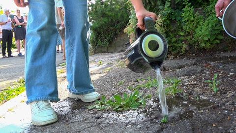 Anwohner bekämpfen Ameisen in Tübingen im Beethovenweg mit kochendem Wasser.