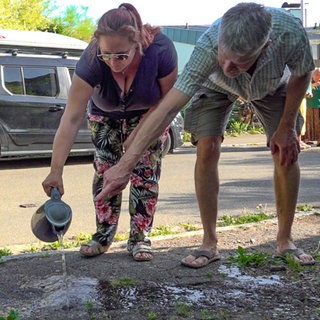 Anwohner bekämpfen invasive Ameisen mit kochendem Wasser 