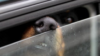 Symbolbild: Die Schnauze eines Hundes schnüffelt an einem kleinen Spalt am Autofenster nach Luft. Bei der Nagoldtalsperre wurden zwei Hunde bei Hitze im Auto zurückgelassen.
