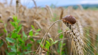 Ein nasses Getreidefeld am Rand von Gomaringen nach viel Regen. Die Getreideernte ist für die Landwirte derzeit unmöglich.
