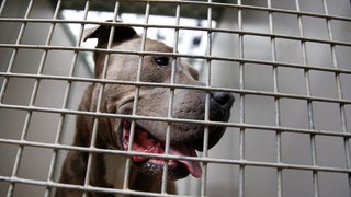 Staffordshire Bullterrier