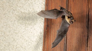 Fledermaus (Eptesicus nilsonii) fliegt vor einer Wand: Immer wieder verirren sich junge Fledermäuse nachts in Wohnungen. (Symbolbild)
