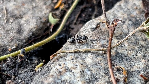 Invasive Ameisen Tapinoma magnum im Beethovenweg in Tübingen. Mit heißem Wasser und einem Hochdruckreiniger haben die Anwohner die Tiere bekämpft