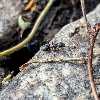 Invasive Ameisen Tapinoma magnum im Beethovenweg in Tübingen. Mit heißem Wasser und einem Hochdruckreiniger haben die Anwohner die Tiere bekämpft