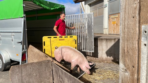 Landwirt Markus Maier treibt ein Schwein vor sich her. Jeden Montag fährt er zum nahegelegenen Schlachthof nach Rottenburg.