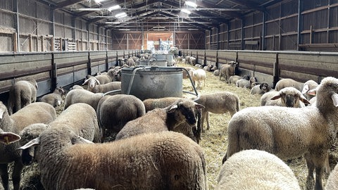Schafe im Stall von Schäfer Fritz. Waren zuvor auf den Wiesen um die Wurmlinger Kapelle.