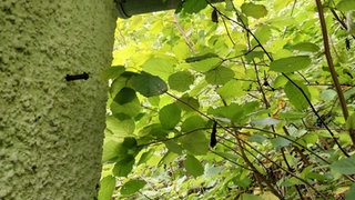 Diebe haben das Kupferrohr der Dachrinne auf dem Friedhof in Horb-Mühringen (Kreis Freudenstadt) abmontiert.