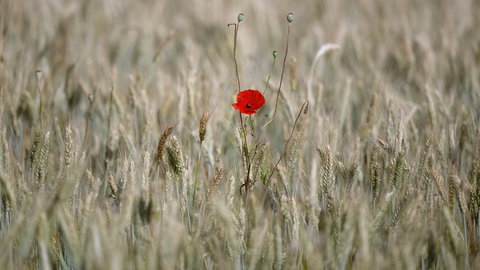 Ein roter Klatschmohn wächst auf einem Getreidefeld.