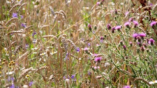 Ackerwildkräuter wachsen auf einem Getreidefeld. Sie sind wichtig für das Ökosystem und die Artenvielfalt.