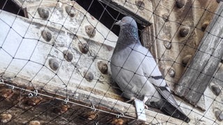 Eine Taube sitzt hinter einem Netz an einer Brücke in Reutlingen. Jetzt wurde das Verfahren wegen Verstoßes gegen das Tierschutzgesetz eingestellt. Der Angeklagte muss wegen "geringer Schuld" eine Geldauflage von 1.500 Euro bezahlen.