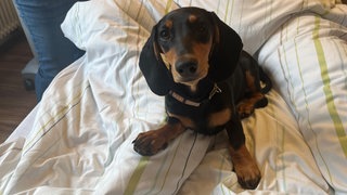 Die kleine Dackelhündin Nala sitzt auf einem Patientenbett. In den Kreiskliniken Reutlingen werden Therapiehunde als Sterbebegleiter eingesetzt. Sie schenken Nähe und Ablenkung für die Patienten. 