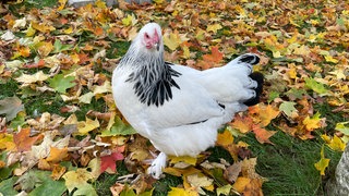 Ein weißes Huhn in einem Gehege