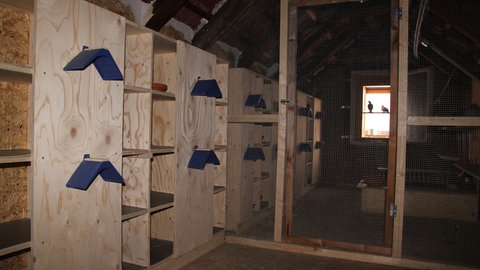 Im Inneren eines Taubenschlages in Tuttlingen werden die Taubeneier ausgetauscht. Die Stadt will Tauben künftig kastrieren.