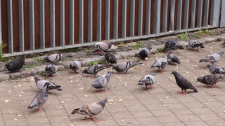 Auf einer Straße tummeln sich einige Tauben. Tuttlingen will die Tauben im Frühjahr kastrieren lassen.