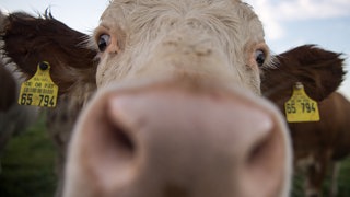 Eine Kuh schaut in die Kamera