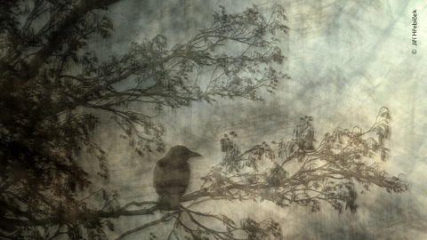 Das Foto hat den Titel "Die kunstvolle Krähe". Durch eine ungewöhnliche Fototechnik wirkt das Bild wie ein Gemälde.