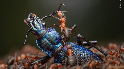 "Das Abrisskommando" - der Titel des Fotos, das bei der Ausstellung "Wildlife Photographer of the Year" im Naturkundemuseum Reutlingen gezeigt wird.