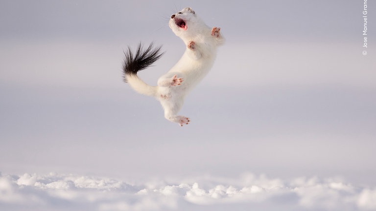 "Doppelter Rittberger", so heißt das Foto der Ausstellung im Naturkundemuseum Reutlingen. Ein Hermelin macht einen für die Art typischen Luftsprung.