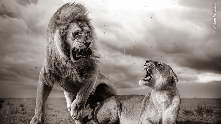 "Stürmische Szene" - ein Foto der Ausstellung "Wildlife Photographer of the Year" im Naturkundemuseum Reutlingen