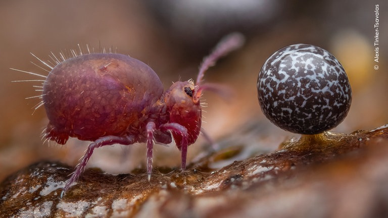 Ein nur zwei Millimeter großer Springschwanz neben dem Fruchtkörper eines Schhleimpilzes in Berlin. Das zeigt das Foto der Reutlinger Ausstellung bis Februar 2026.