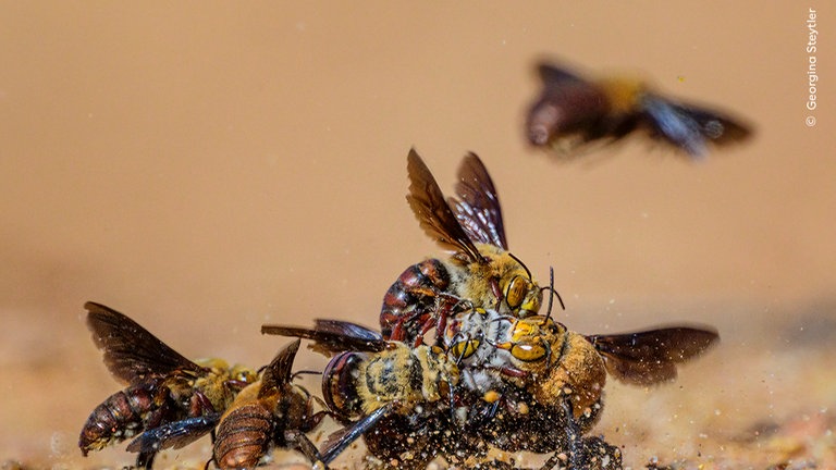 "Plötzlich erwachen" - Ein Kampf um Leben und Tod zwischen Insekten. Das Foto ist in Reutlingen im Naturkundemuseum zu sehen.