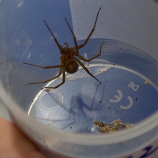 Chilenische Giftspinne im Plastikbecher. Sie wurde im Keller der Universität Tübingen gefunden.