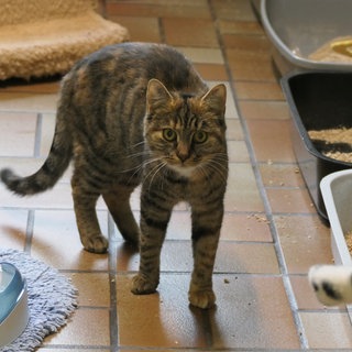 Getigerte Katze namens Winona steht im Innenbereich des Tierheims Reutlingen zwischen Spielzeug und Katzenklos und blickt neugierig in die Kamera.
