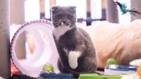 Katzen im Tierheim. Viele SWR-Leser kritisieren, die Vergabehürden im Tierheim seien zu hoch. 