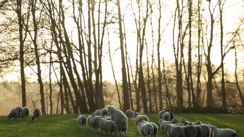 Schafe grasen auf einer Wiese bei Kellinghusen. (Symboldbild) 