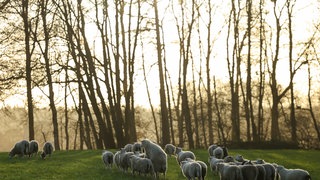 Schafe grasen auf einer Wiese bei Kellinghusen. (Symboldbild) 