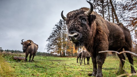 Wisente stehen auf einer Wiese. Bald womöglich auch an der Alexanderschanze bei Freudenstadt. 