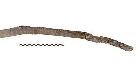 Ein Stock aus Holz, der Gebrauchsspuren aufzeigt. Er wurde als Holzwerkzeug benutzt.