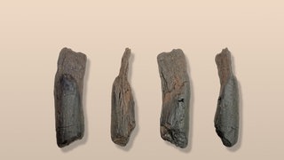 Ein fünf Zentimeter langes Holzstück wurde vor 430.000 Jahren als Holzwerkzeug benutzt.