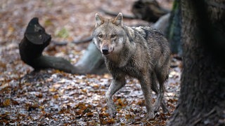 Ein Wolf kommt hinter einem Baum hervor