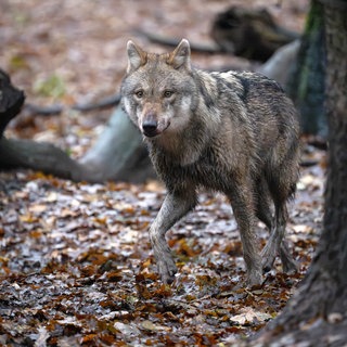 Ein Wolf kommt hinter einem Baum hervor