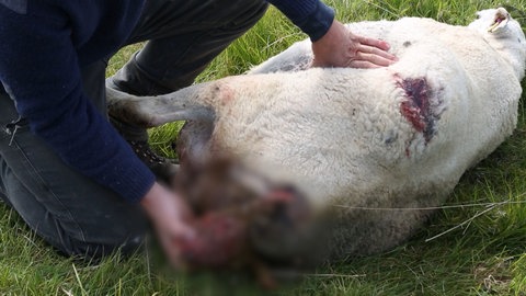 Ein verletztes Schaf ist zu sehen. Schäfer berichten von Raben-Angriffen auf ihre Lämmer.